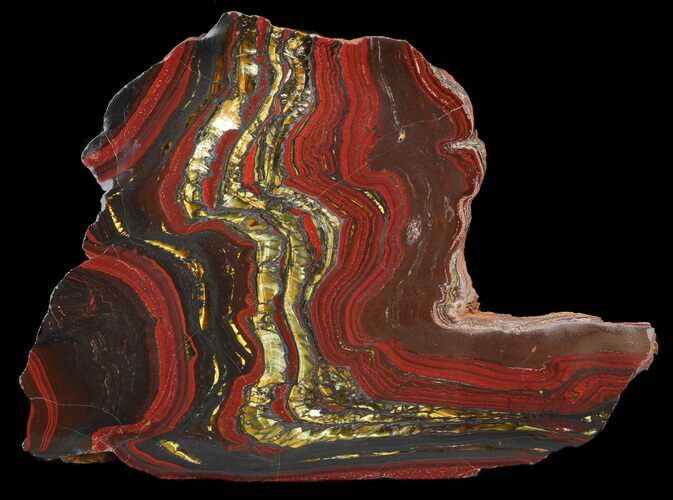 Polished Tiger Iron Stromatolite - ( Billion Years) #46799